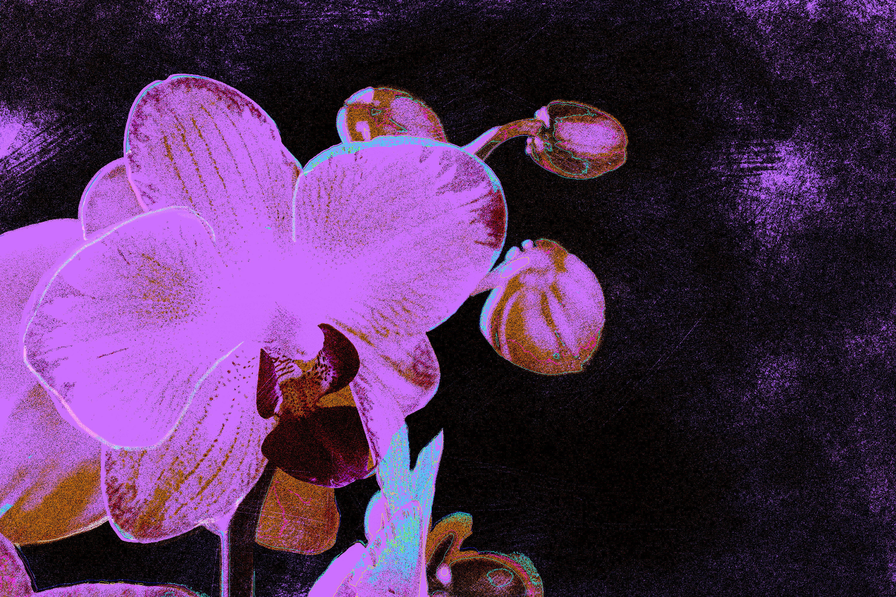 Orchid in artificial UVIVF